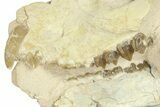 Fossil Oreodont (Merycoidodon) Partial Skull - South Dakota #269940-3